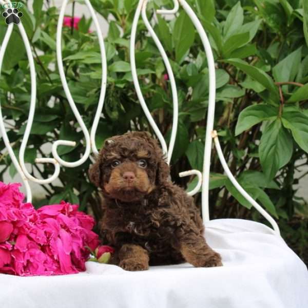 Izaiah, Toy Poodle Puppy